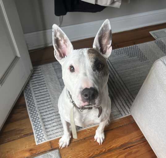 Photo of Otis