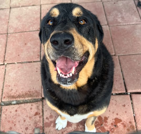 Photo of TODD