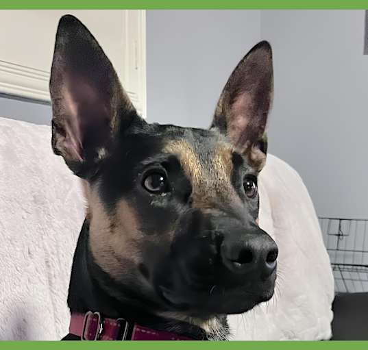 Photo of Scooby