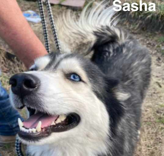 Photo of Sasha & Zeus (SIBLINGS)