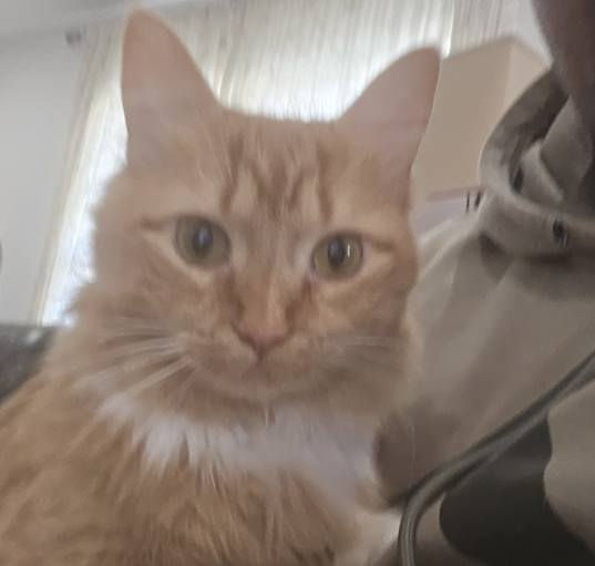 Photo of Cupcake
