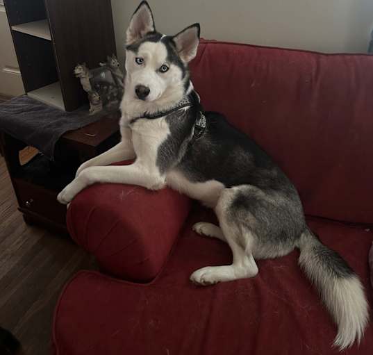 Photo of Iridessa