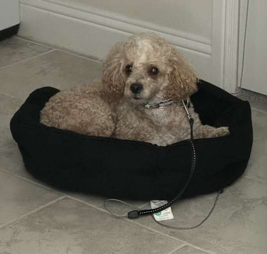 Photo of Charlie