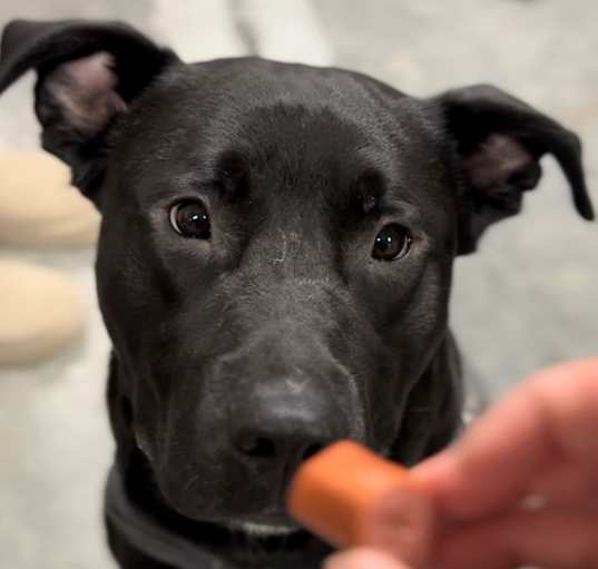 Photo of Gunner