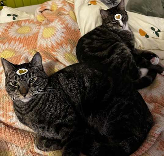 Photo of coco & mothman