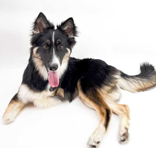 Photo of Harley