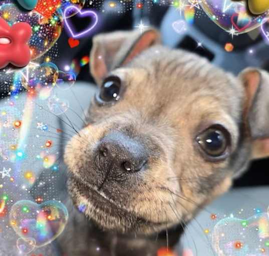 Photo of Pickle