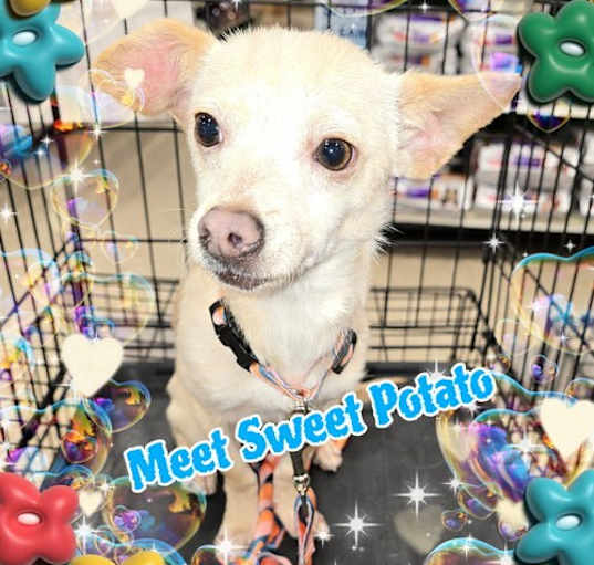 Photo of Sweet potato