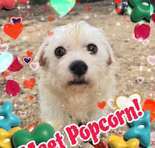 Photo of Popcorn