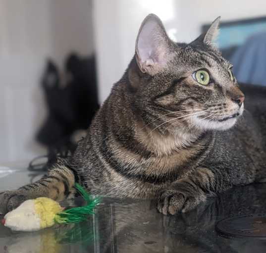 Photo of Speedy