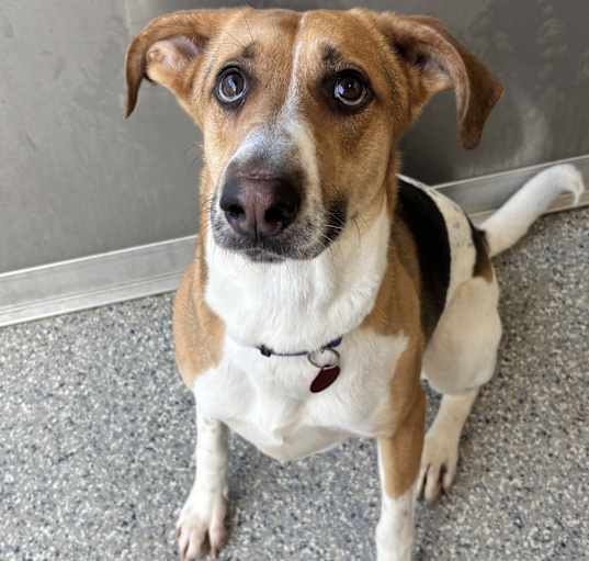 Photo of Bandit
