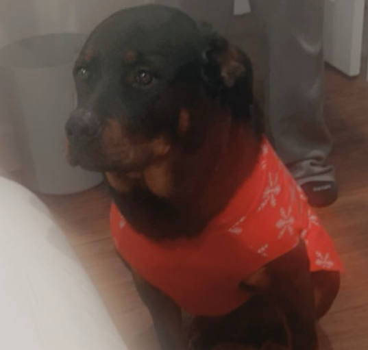 Photo of Koda