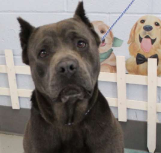 Photo of Violet URGENT CANE CORSO!