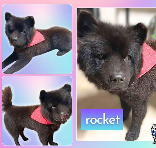 Photo of Rocket