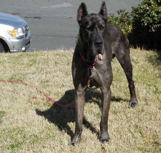 Photo of Goliath