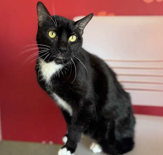 Photo of Buddy
