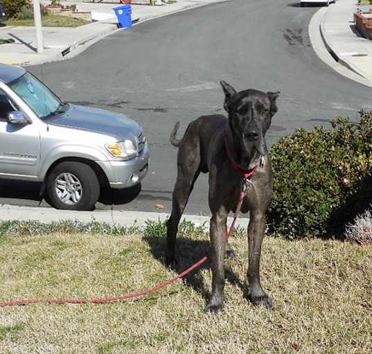 Photo of Goliath