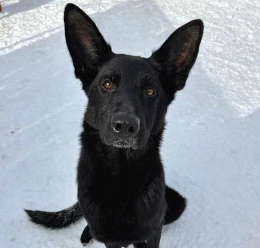 Photo of Sheba