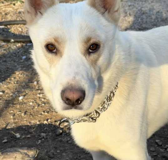 Photo of Pogo