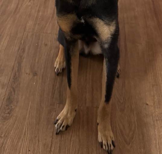 Photo of Kuku