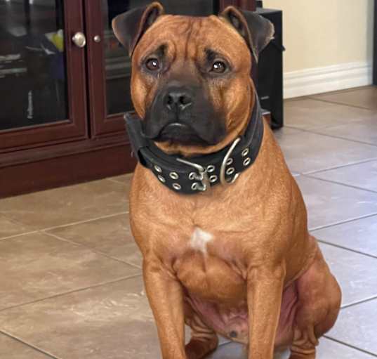 Photo of Caesar