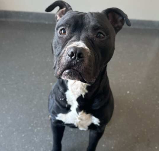 Photo of Moose