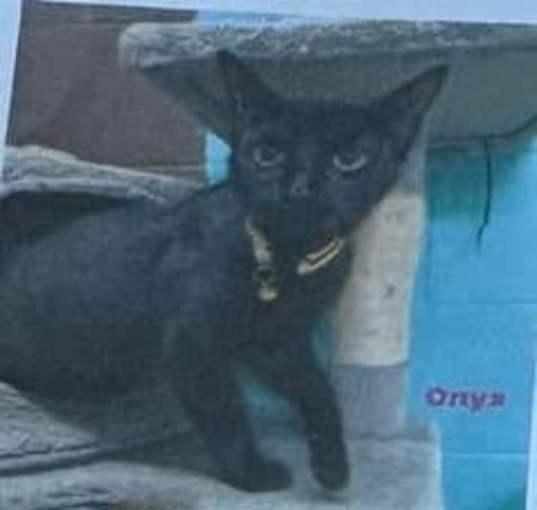 Photo of Onyx