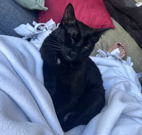 Photo of Bug