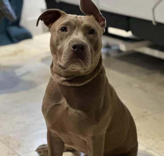Photo of Brody