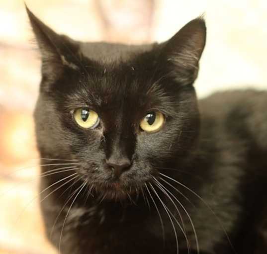 Photo of Minetti