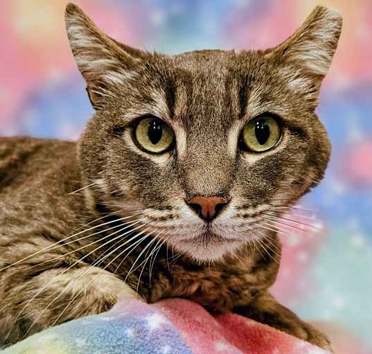 Photo of Rascal- RC PetSmart