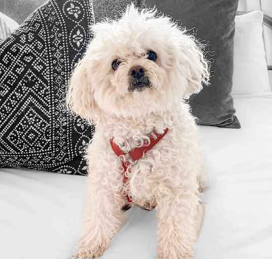 Photo of Bentley