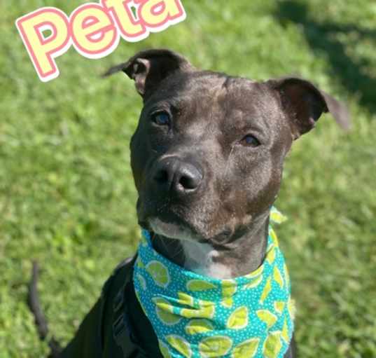 Photo of Peta