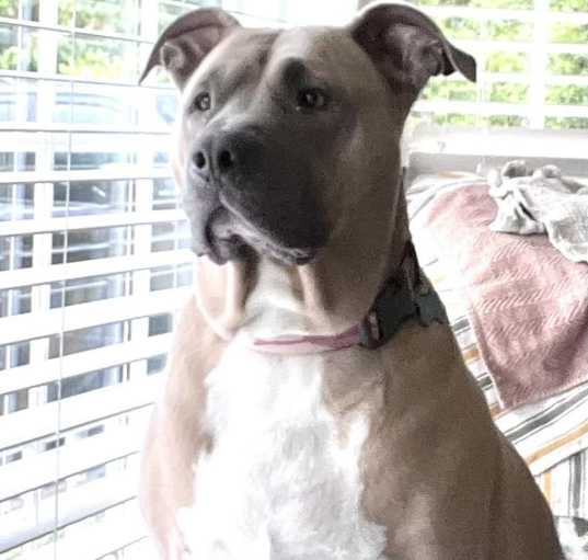 Photo of Sadie