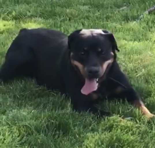 Photo of Lady