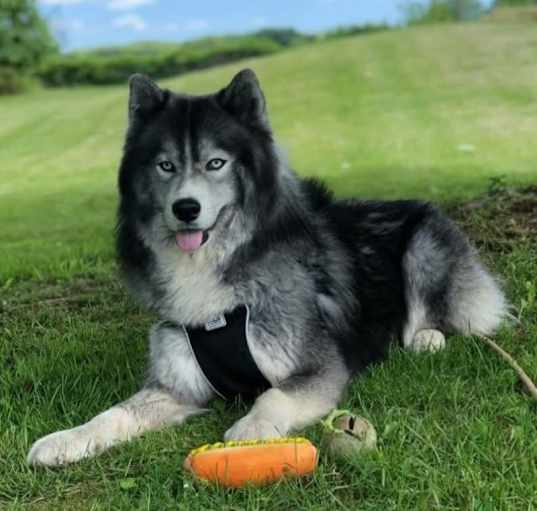 Photo of Toby