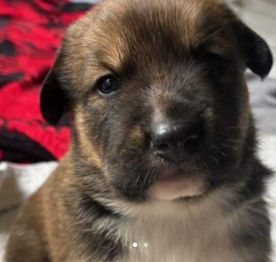 Photo of Pepperjack