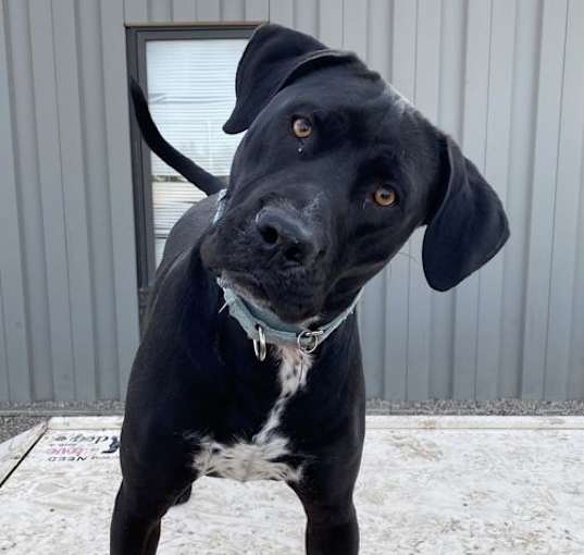 Photo of Squeegee