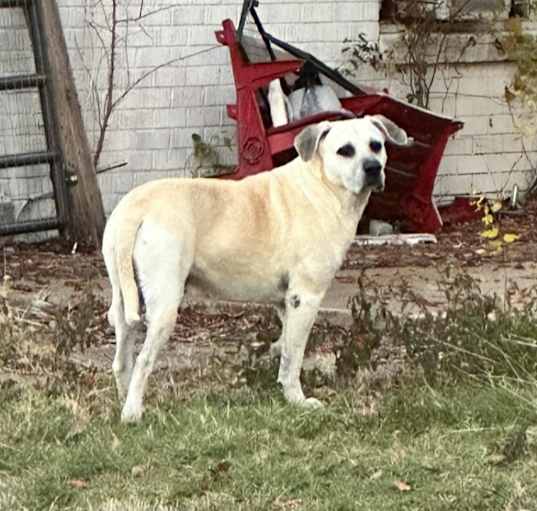 Photo of Roscoe