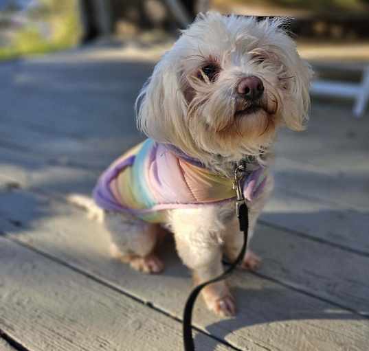 Photo of Missy Taxi