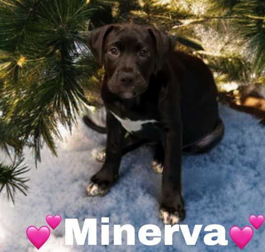Photo of Minerva