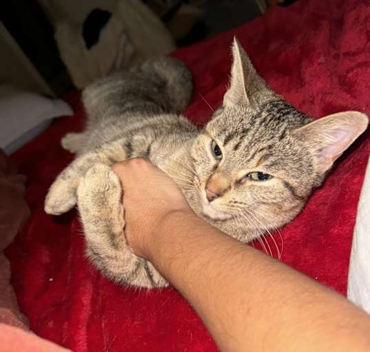 Photo of Nova