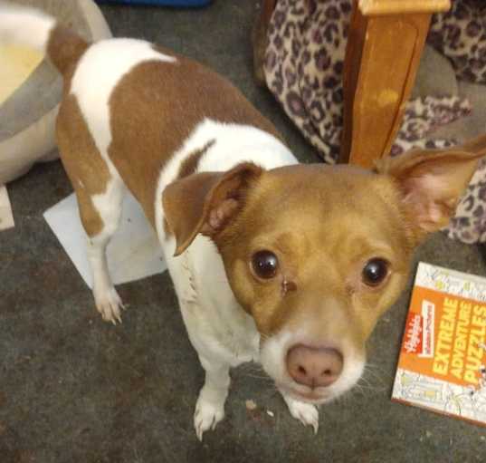 Photo of Chester
