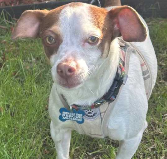 Photo of ARCHIE