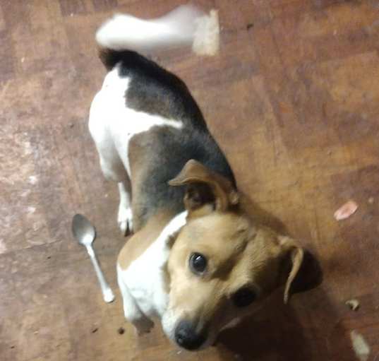 Photo of Shorty
