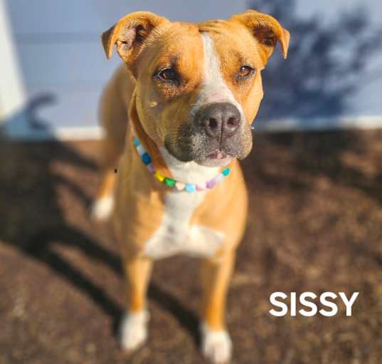 Photo of Sissy