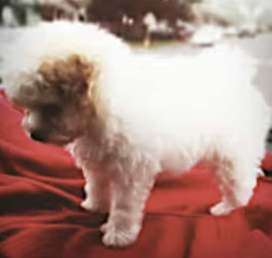 Photo of Teddy