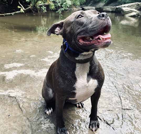 Photo of Luna