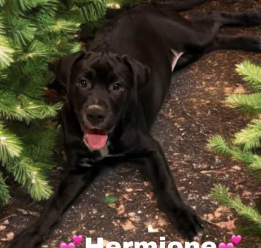 Photo of Hermione