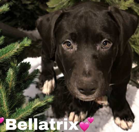 Photo of Bellatrix